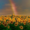 rise_sunshine